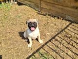 Pug Mops Yavrular Çirkin Çocuklar