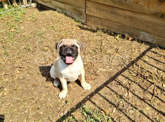 Pug Mops Yavrular Çirkin Çocuklar görsel