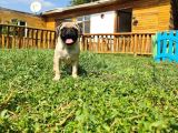 Pug Mops Yavrular Çirkin Çocuklar