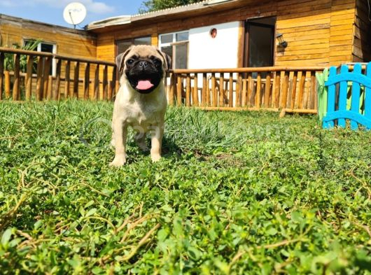Pug Mops Yavrular Çirkin Çocuklar