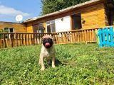 Pug Mops Yavrular Çirkin Çocuklar