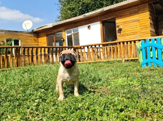 Pug Mops Yavrular Çirkin Çocuklar görsel