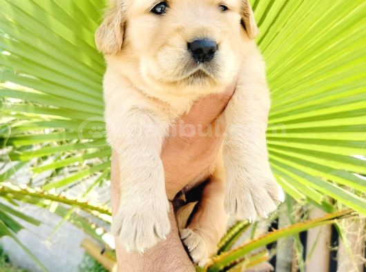 Bal Küpü Baby Face Golden Yavrularımız görsel