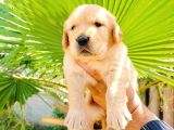 Bal Küpü Baby face golden yavrularımız