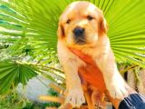 Bal Küpü Baby Face Golden Yavrularımız