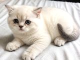 Safkan Bri̇ti̇sh Shorthai̇r Yavrular