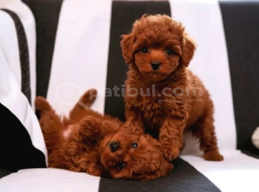 Toy Poodle Irkının En Güzeli Mükemmel Yavrular görsel