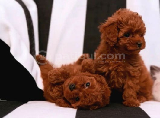 Toy Poodle Irkının En Güzeli Mükemmel Yavrular görsel
