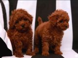 Toy poodle ırkının en güzeli mükemmel yavrular