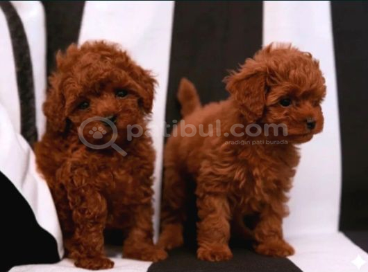 Toy poodle ırkının en güzeli mükemmel yavrular