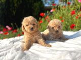 Kıvır kıvır Maltipoo