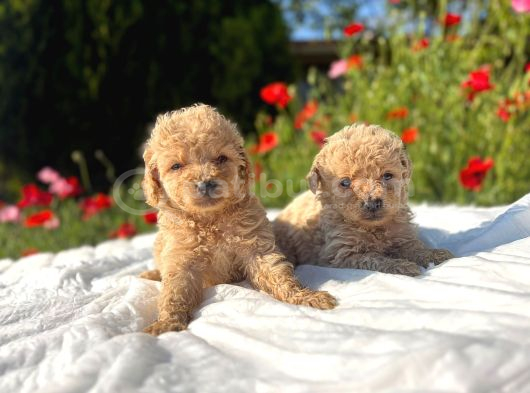 Kıvır Kıvır Maltipoo