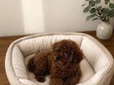 Yasal Üretim Çifliğinde Toy Poodle Yavrular