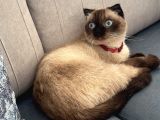 Scottish Fold Blue Point Kedimize Acil Yuva Arıyoruz