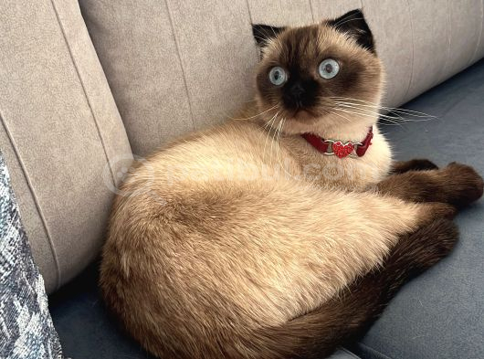 Scottish Fold Blue Point Kedimize Acil Yuva Arıyoruz görsel