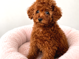 Yasal Üretim Çifliğinde Toy Poodle Yavrular