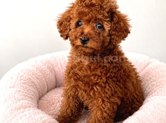 Yasal Üretim Çifliğinde Toy Poodle Yavrular görsel