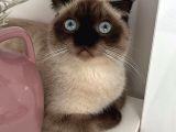 Scottish Fold Blue Point Kedimize Acil Yuva Arıyoruz