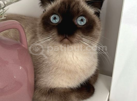 Scottish Fold Blue Point Kedimize Acil Yuva Arıyoruz görsel
