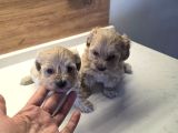 Kore Maltipo Minnaklarım Tuvalet Eğitimli