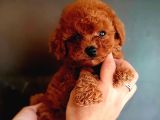 A kalite kore poodle yavrular