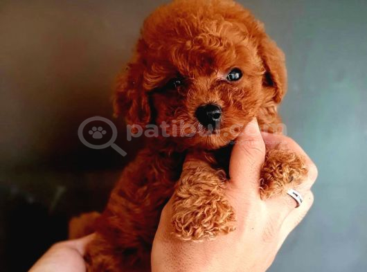 A kalite kore poodle yavrular