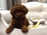 Toy Poodle Sevi̇mli̇ Yavrular Ev Üreti̇mi̇