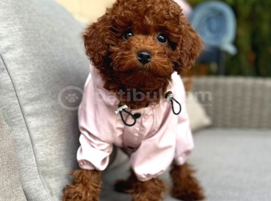 Toy Poodle Sevi̇mli̇ Yavrular Ev Üreti̇mi̇ görsel