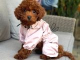 TOY POODLE SEVİMLİ YAVRULAR EV ÜRETİMİ