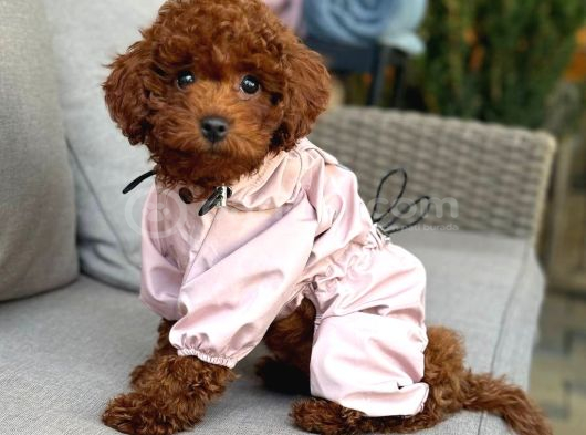Toy Poodle Sevi̇mli̇ Yavrular Ev Üreti̇mi̇