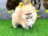 POMERRİAN BOO SEVİMLİ YAVRULAR