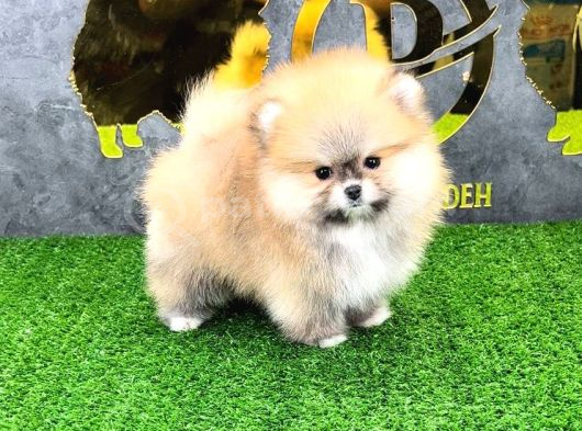 Pomerri̇an Boo Sevi̇mli̇ Yavrular