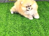 Pomerri̇an Boo Sevi̇mli̇ Yavrular