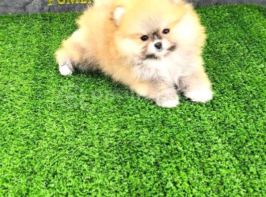Pomerri̇an Boo Sevi̇mli̇ Yavrular görsel