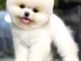 Pomerri̇an Boo Sevi̇mli̇ Yavrular