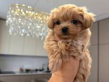 Malti̇poo Ci̇nsi̇ Yavrular Ev Üreti̇mi̇