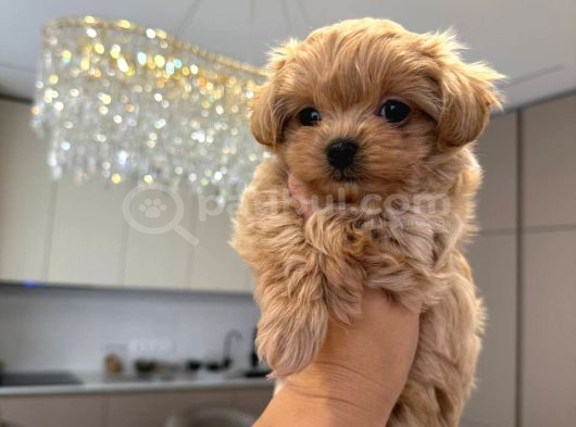 Malti̇poo Ci̇nsi̇ Yavrular Ev Üreti̇mi̇ görsel