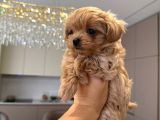 Malti̇poo Ci̇nsi̇ Yavrular Ev Üreti̇mi̇