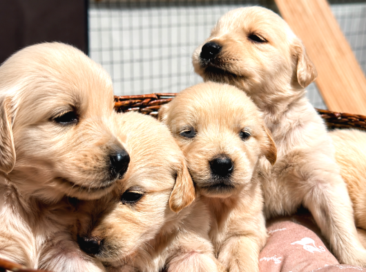 Sağlıklı Golden Retriever Yavrulari