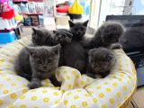 British Scotish kedi