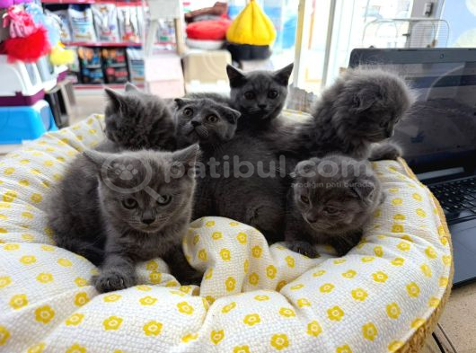 British Scotish Kedi