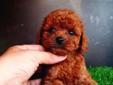 A Kalite Kore Poodle Yavrular