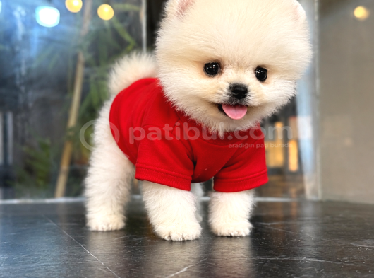 Büyümeyen Pomeranian yavrulaırmz
