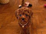 Yasal üretim çifliğinde Toy poodle yavrular