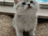 Uysal Mama Kum Eğitimi Bitmiş Sağlıklı Oyuncu Evlatlar