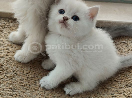 Uysal Mama Kum Eğitimi Bitmiş Sağlıklı Oyuncu Evlatlar görsel