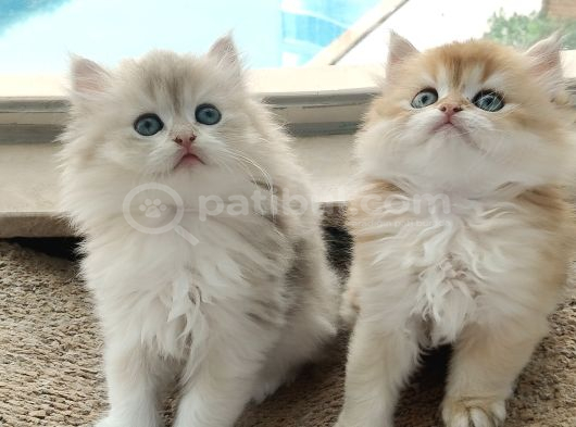 Uysal Mama Kum Eğitimi Bitmiş Sağlıklı Oyuncu Evlatlar görsel
