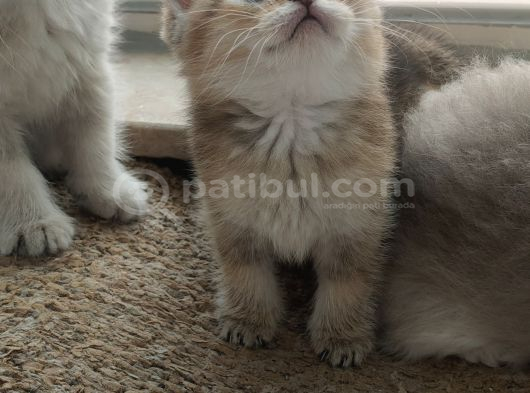 Uysal Mama Kum Eğitimi Bitmiş Sağlıklı Oyuncu Evlatlar görsel