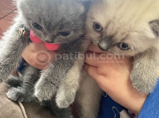 2 Aylık Yavru Kediler Beyoğlu İstanbul görsel