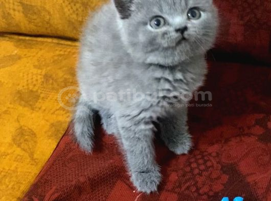 2 Aylık Yavru Kediler Beyoğlu İstanbul görsel